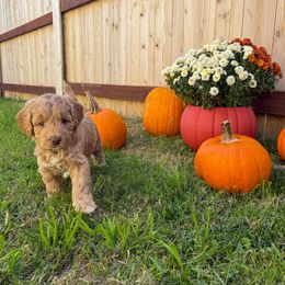 Blue Collar - Cream male Australian Labradoodle puppy in Vandenberg Space Force Base, California from Peak Australian Labradoodles