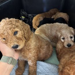 Goldendoodle Puppies from Dani’s Doodles