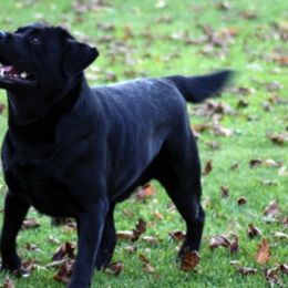 Labrador Retrievers from Michigan Elite Labradors