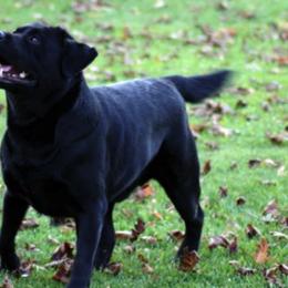 Labrador Retrievers from Michigan Elite Labradors