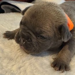 Michelangelo - Blue fawn male French Bulldog puppy in Joplin, Missouri from Midwest Beautiful Frenchies