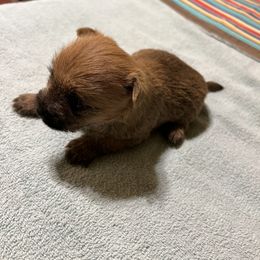 Cairn Terrier Puppies from Shining Waters Farm