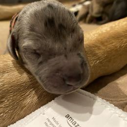 Boy 1 - Great Dane puppy in Dundee, Michigan from Weslow AKC Danes
