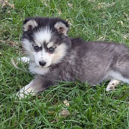 DxK g2 - Black and white female Pomsky puppy in Charlotte, Michigan from Moore Pomskies