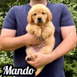 Mando - Golden male Golden Retriever puppy in Salem, Virginia from Virginia Goldens