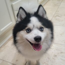 Pomskies from Space City Pomskies