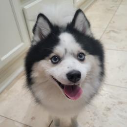 Pomskies from Space City Pomskies