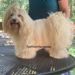 Rosa Lee - Havanese