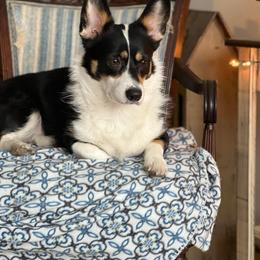 Willow - Pembroke Welsh Corgi