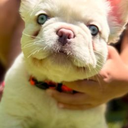 French Bulldogs from Hlop Frenchies LLC