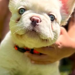 French Bulldogs from Hlop Frenchies LLC