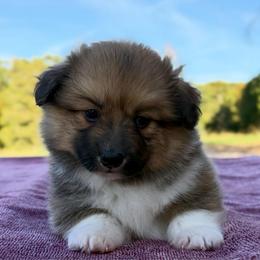 Cedar (Fluffy) - 2100 - Sable and white male American Corgi puppy in Fayetteville, Arkansas from Intergalactic Corgis