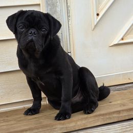 Alvin - Pug