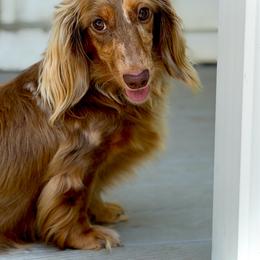 Ana - Dachshund