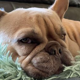 French Bulldogs from The NorCal Queens Kennel
