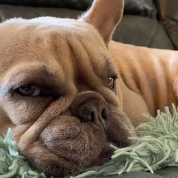 French Bulldogs from The NorCal Queens Kennel