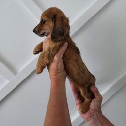 Cheetah - Dapple female Dachshund puppy in St. Clair Shores, Michigan from Stanced Doxies