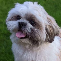 Shih Tzus from Terri's Shih Tzus