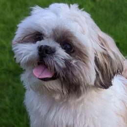 Shih Tzus from Terri's Shih Tzus