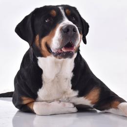 Greater Swiss Mountain Dogs from Park Place Swissys