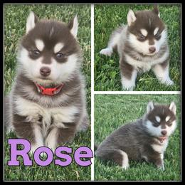 Rose - Red and white female Siberian Husky puppy in Merrill, Michigan from Haase Family Kennels