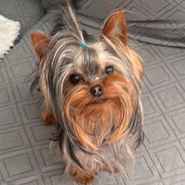 Pierogi - Yorkshire Terrier