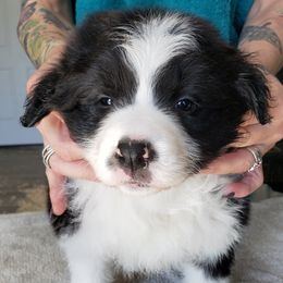 Border Collies from MVR Border Collies