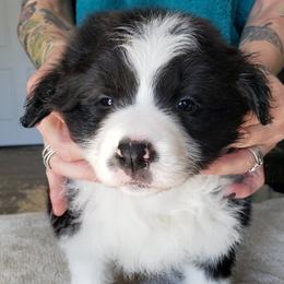 Border Collies from MVR Border Collies