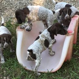 German Shorthaired Pointer Puppies from Hardwood Kennels
