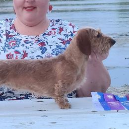 Merci - Dachshund