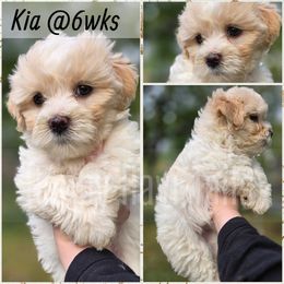 Kia - Cream female Havanese puppy in Kansas City, Missouri from Happy Havi Tails