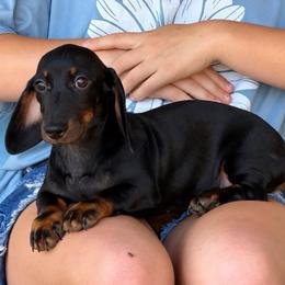 Charlie - Black and tan male Dachshund puppy in Hawley, Texas from Foxy’s Dachshunds & Toy Aussies