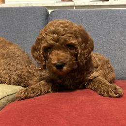 Poppy - Red  female Poodle puppy in Jensen Beach, Florida from Pineapple Poodles