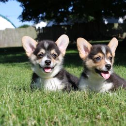 Pembroke Welsh Corgi Puppies from Salted Rim Corgis