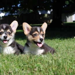 Pembroke Welsh Corgi Puppies from Salted Rim Corgis