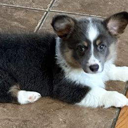 Pembroke Welsh Corgis from Low Rider Corgis Co