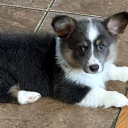 Pembroke Welsh Corgis from Low Rider Corgis Co