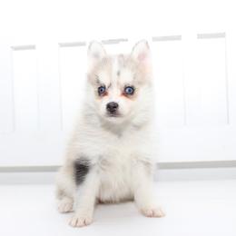 Birdie - Merle female Pomsky puppy in Murfreesboro, Tennessee from Middle Tennessee Pomskies