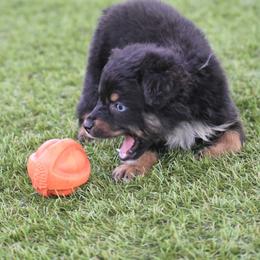 Tate - Black tri-color male Australian Shepherd puppy in Oak Hill, Florida from Swingin T Ranch LLC