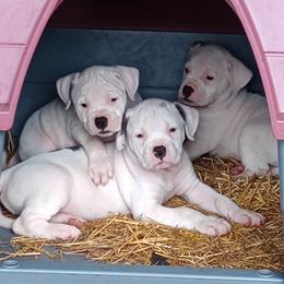 Puppy 2 Black - White and brindle male American Bulldog puppy in Kingsport, Tennessee from Iron Will American Bulldogs