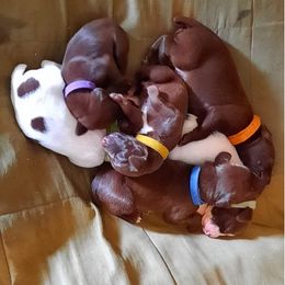 German Shorthaired Pointer Puppies from Edonja German Shorthaired Pointers