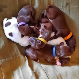 German Shorthaired Pointer Puppies from Edonja German Shorthaired Pointers