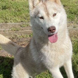 Sansa - Siberian Husky