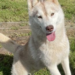 Sansa - Siberian Husky