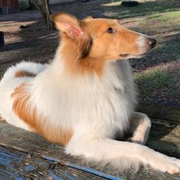 Willow - Collie