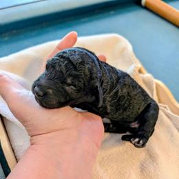 Girl 3 - Black and white female Aussiedoodle puppy in Sparta, Missouri from Sis' Doodles & Poodles