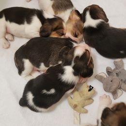Beagle Puppies from Wilderness Beagles