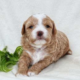 Eli - Gold and white male Shihpoo puppy in Mifflintown, Pennsylvania from Curls & Paws Canines