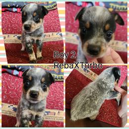 Boy 2 - Blue mottled male Australian Cattle Dog puppy in Bradford, Arkansas from Cedar Rock Heelers and Kelpies