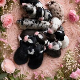 Brandy - Red tri-color female Australian Shepherd puppy in Howardsville, Virginia from Spectacular Aussies and Cavaliers
